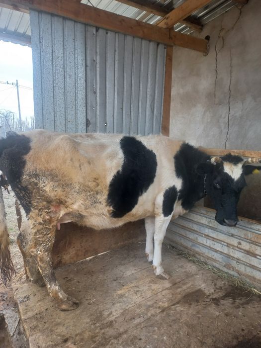 Сиыр сатылады  буаз