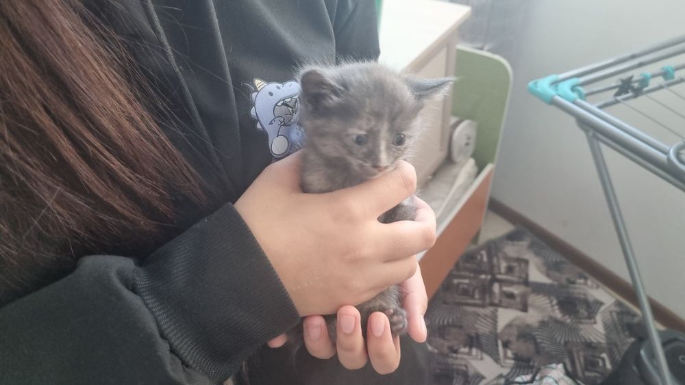 Отдам в хорошие руки котенков