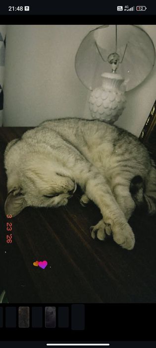 Кошка шотланский