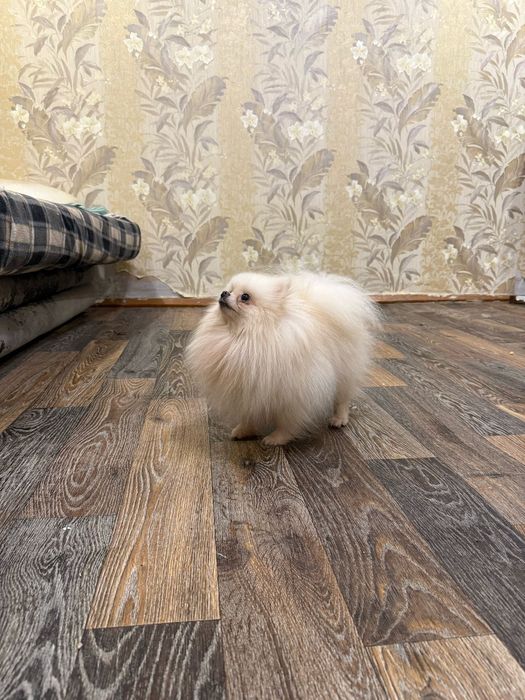 Шпиц маленький белый, на вязку