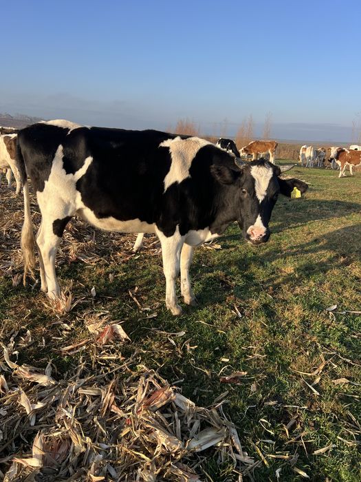 De vânzare juninca holstain gestantă