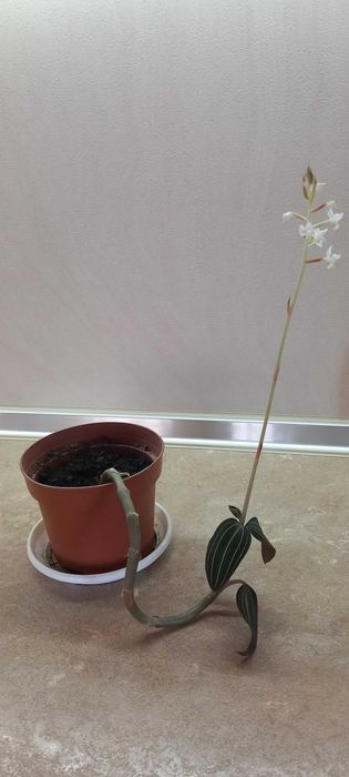 Орхидея Лудизия цвете