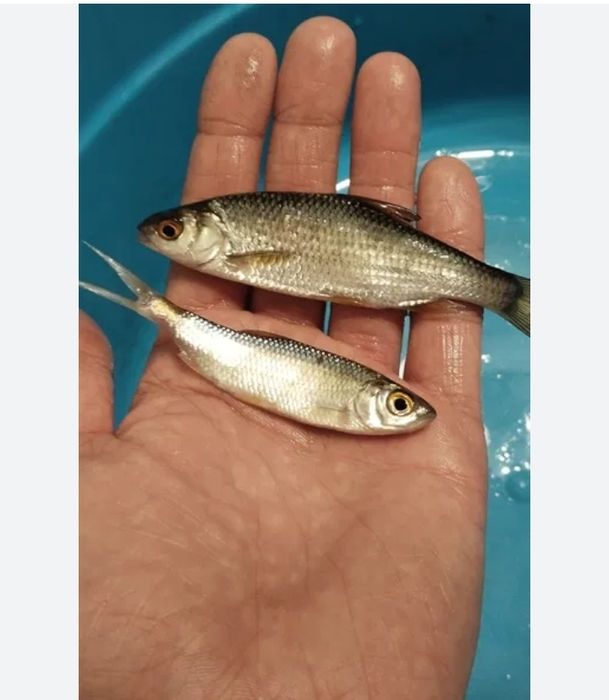 Продается  Живец