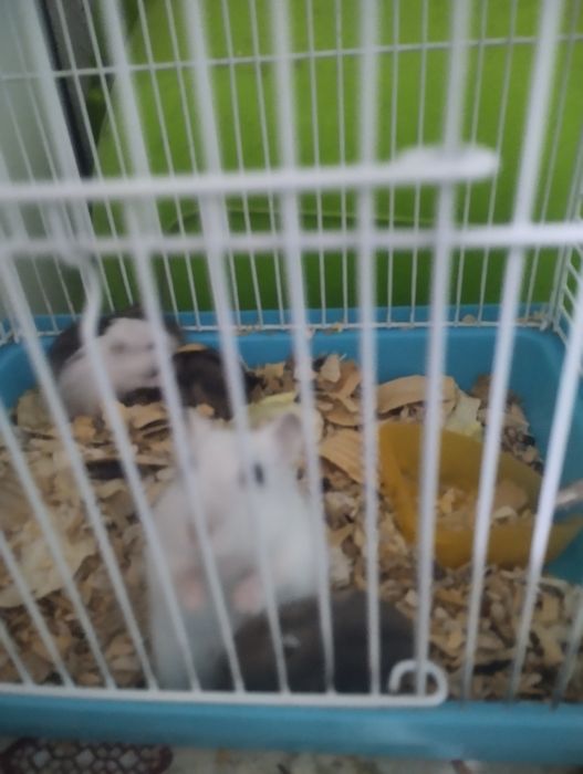 Джунгарики хомячки