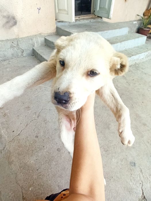 Turkmen alabay toza zot suchka