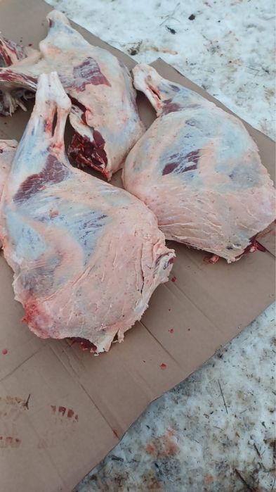 Откорм бұқалар сатамыз