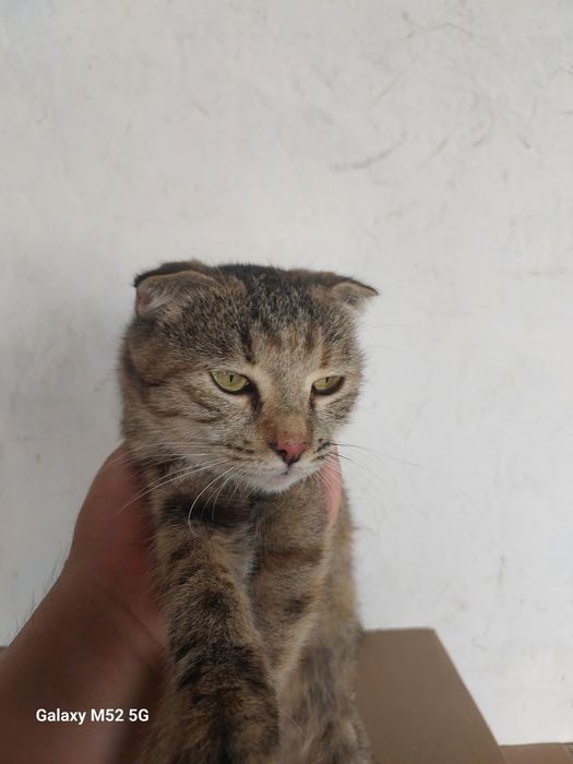 zottor muwu parodasini aniq blmiman