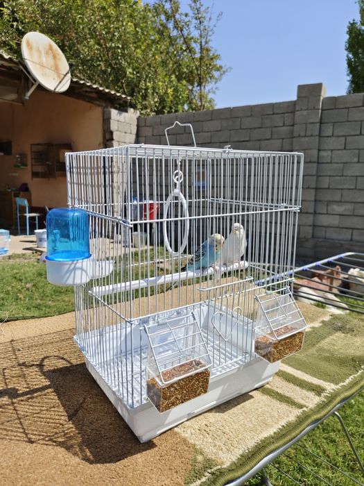 Попугай комплект с клеткой