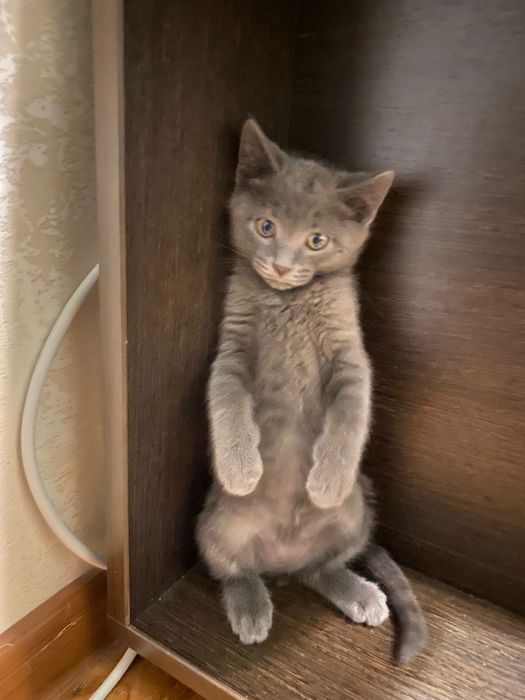 Котенок. 2 месяца мальчик