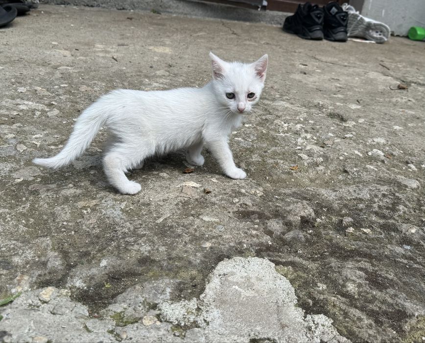 Бели котенца търсят дом