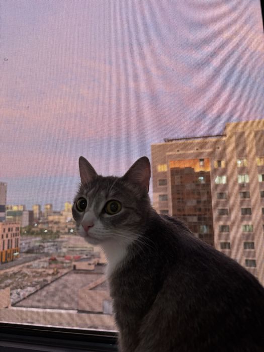Отдам кошку в добрые руки