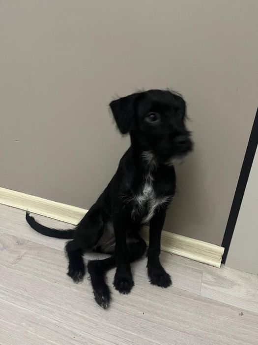 Одадим в хорошие руки красивую девачку