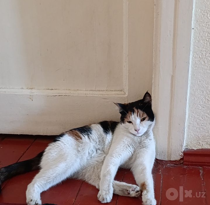 Отдам кота бесплатно