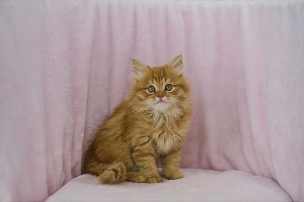 Сибирский котенок