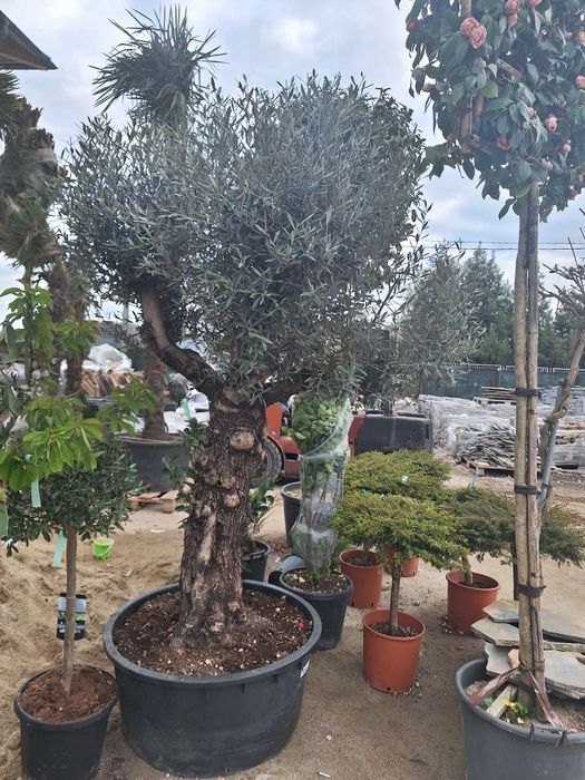 Catalpa ,prunus pisardis, palmieri ,Măslini