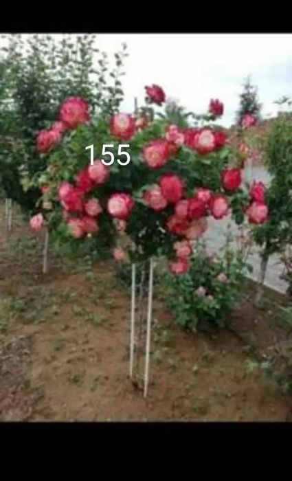 Като дръвче ароматни