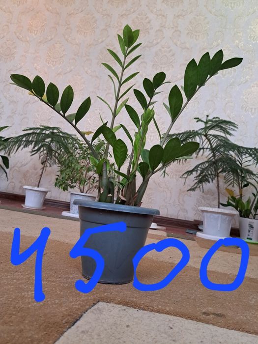 Продам комнатные растения  г