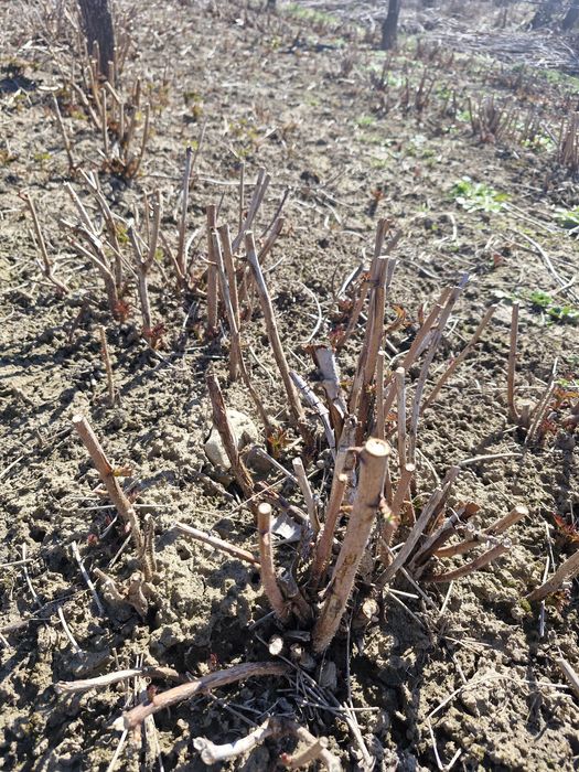 Butași zmeură Opal