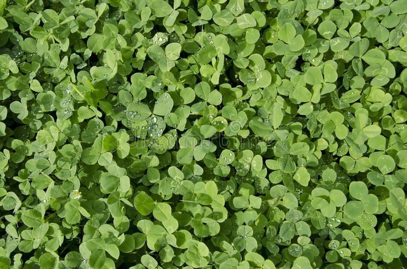 Chim gazon ekish. Oq beda dekorativ klever urug'lari. Urug' ekish chim