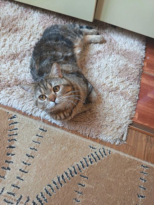 Британский кот 1 год на вязку | Отличный характер