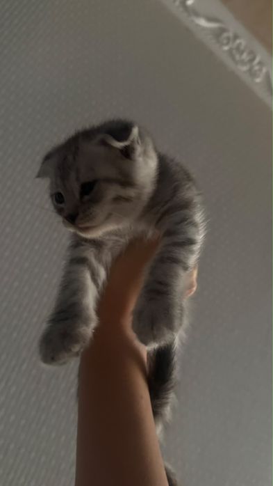 Вислоухий котенок, в добрые ручки