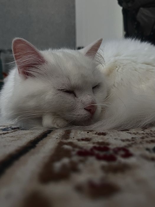 Отдам кошку в добрые руки