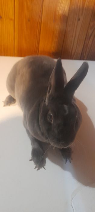 Vand iepure rex pitic albastru