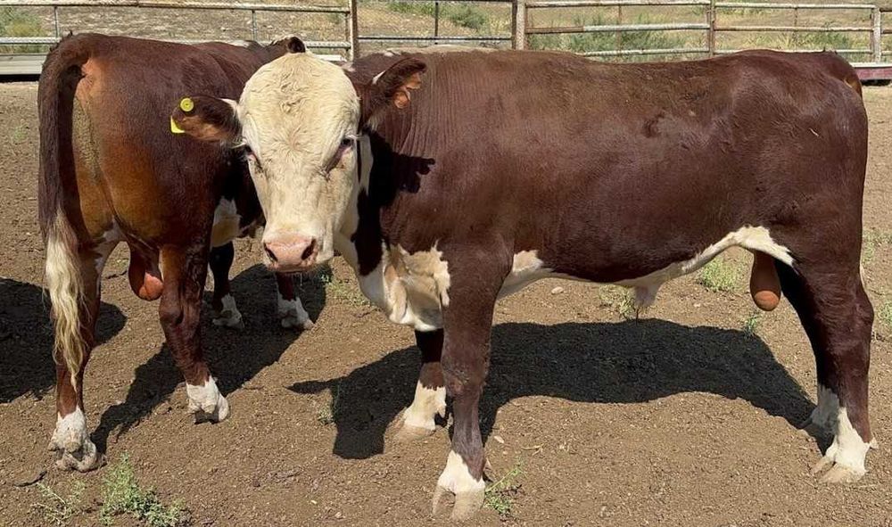 Наслли ва хонаки чорвалар