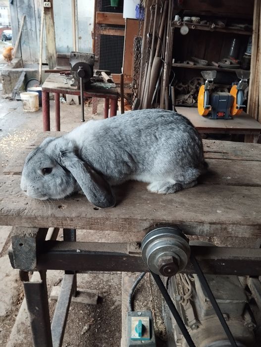 Mascul berbec german