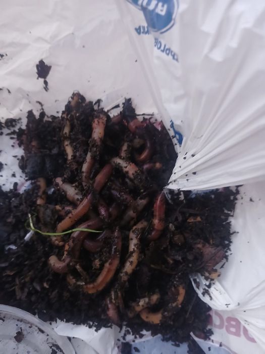 Земен червей за риболов жилав издържлив за мирни риби 20 25 броя черве