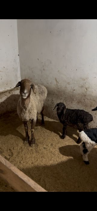 Осы екы козылы кой сатылады