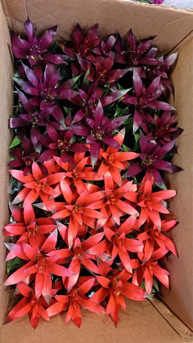 Цветы    домашние