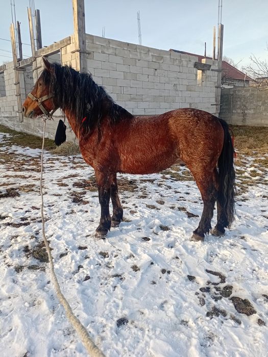 vând cal de cinci ani cuminte blând