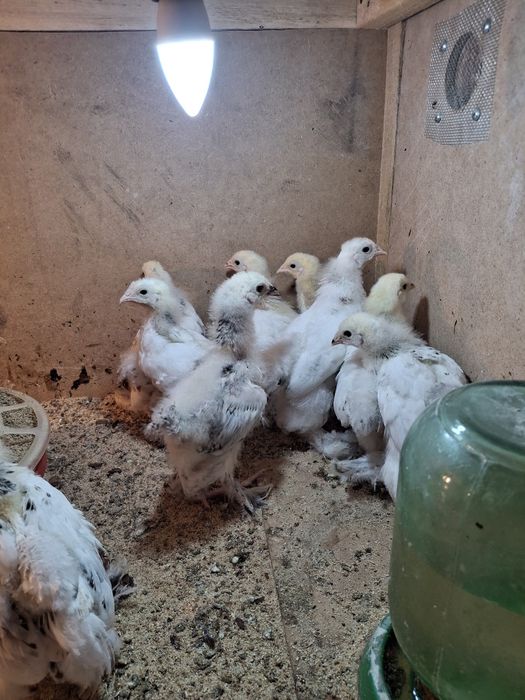 Продажа брамо светлый