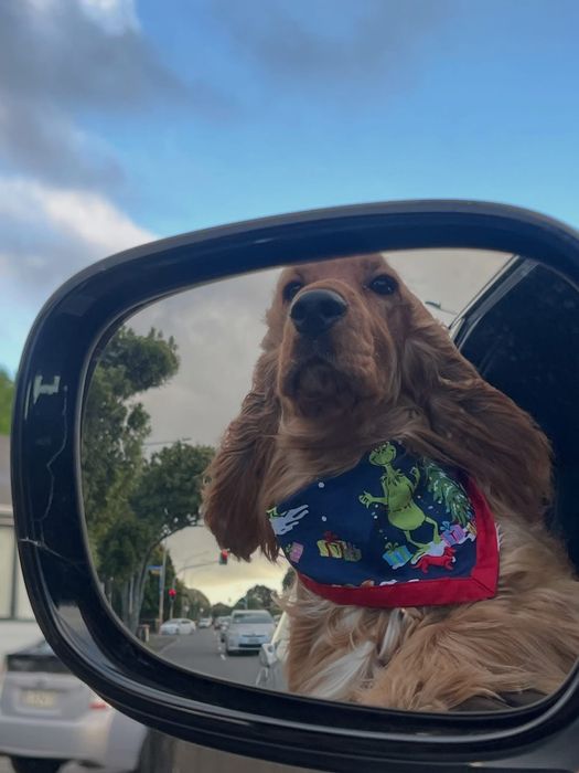 Кокер шпаньол момченце  карамел родословен баща