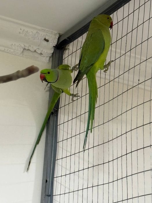 Ajarella popugay sog'lom par to'ti