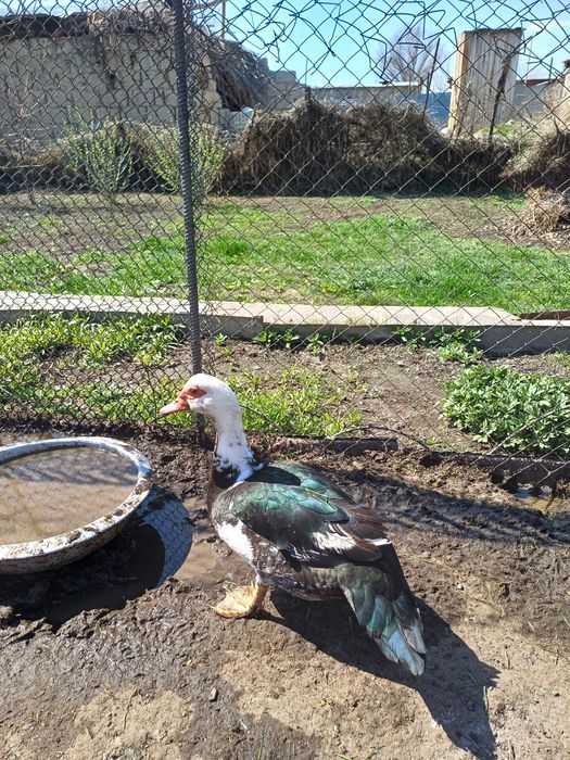 Утки - ШИПУНЫ продам.