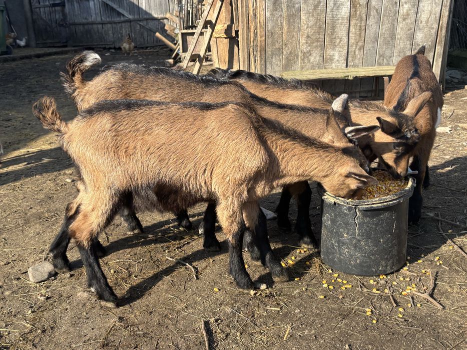 Iedute alpine franceze