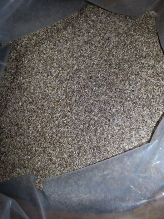 Seminte Musetel, Musetel Roman, Chamaemelum Nobile, Matricaria Nobile