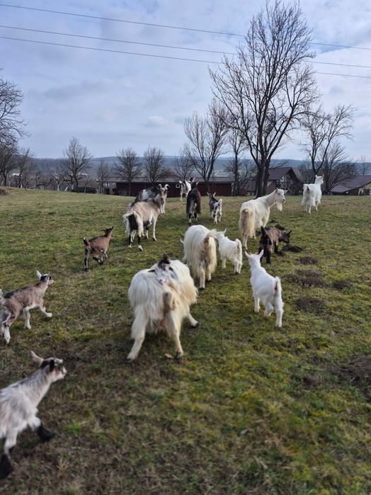 Vand capre cu iezi
