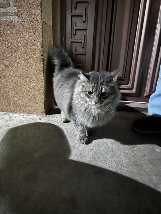 Норвежская-лесная кошка