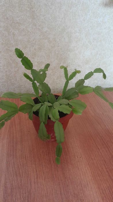 Набор комнатных цветов