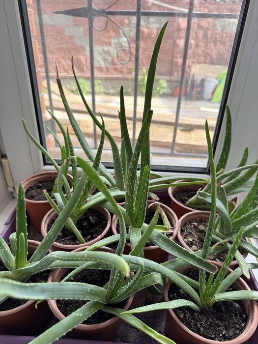 Продам комнатные растения