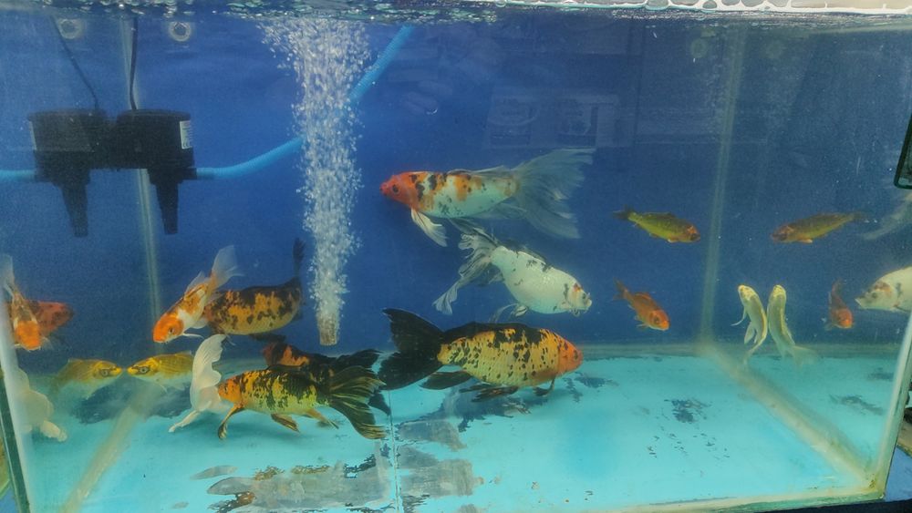 Аквариумные рыбки