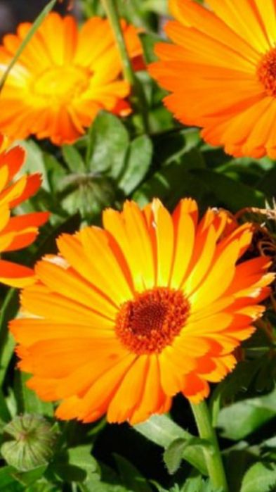 Продам семена цветов