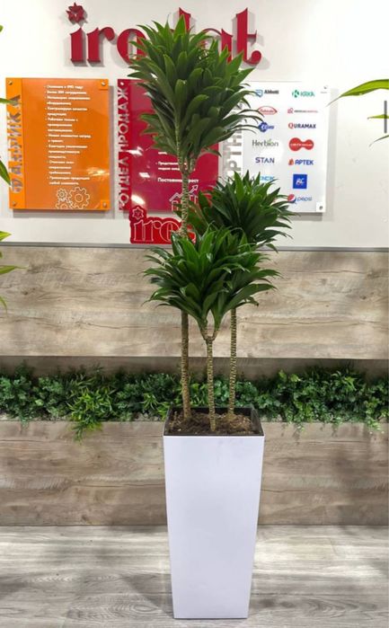 Yalangoch va suzish kiyimida