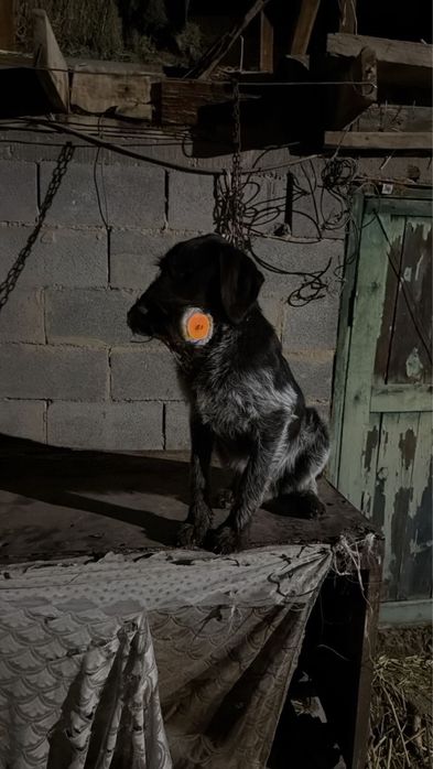 Продам шенка дратхара