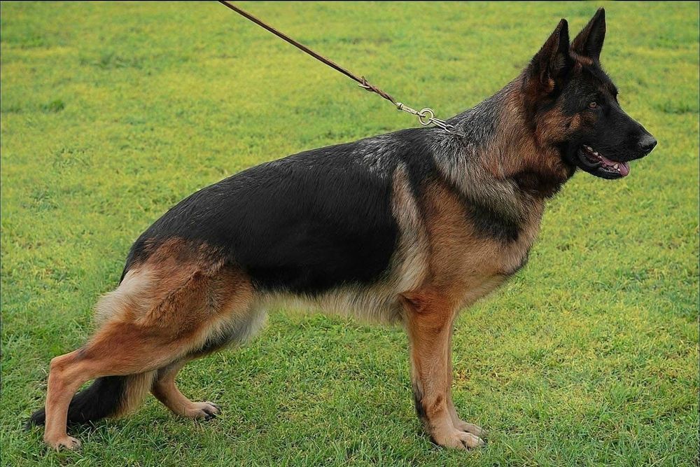 Femela ciobănesc german campioană cu pedigree linie de show testată