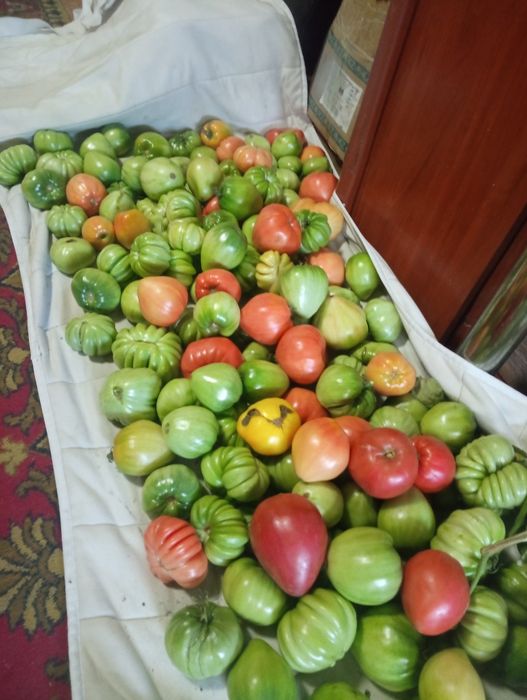 Продам  помидоры разных сортов.
