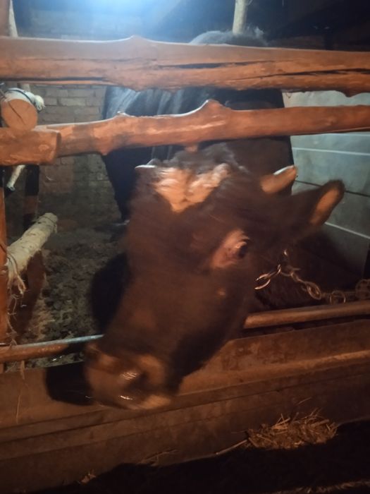 Бык,бычок животные